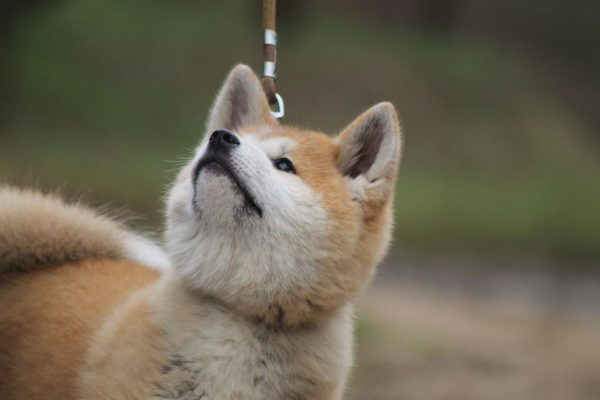 Щенок Акты